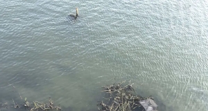 别让垃圾毁了盐城网红河！新洋街道担起责，守护盐城母亲河！