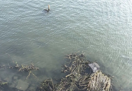 别让垃圾毁了盐城网红河！新洋街道担起责，守护盐城母亲河！