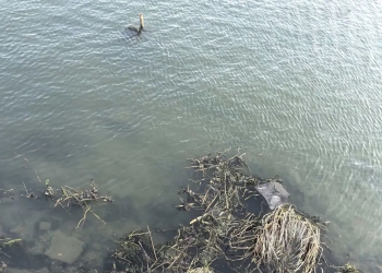 别让垃圾毁了盐城网红河！新洋街道担起责，守护盐城母亲河！