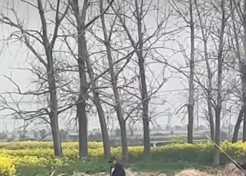 盐城盐都河道白天公然电鱼 ，渔政监管缺位法律成空文？